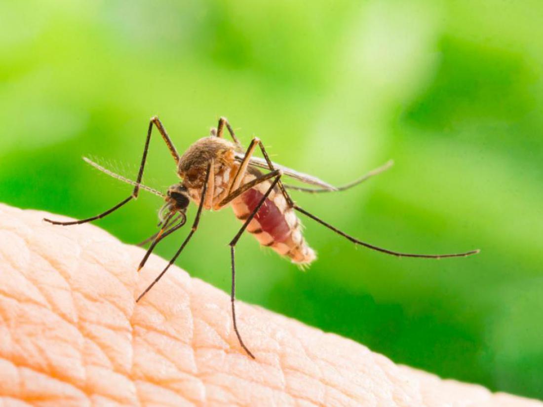 Ste med tistimi, ki jih imajo komarji najraje?