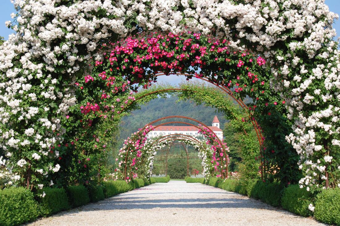 5 botaničnih vrtov, ki jih je v Sloveniji vredno obiskati