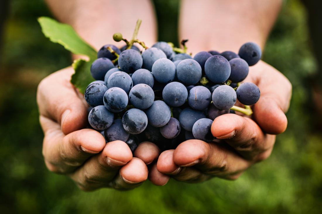 To se bo zgodilo, če boste vsak dan pojedli pol kilograma grozdja
