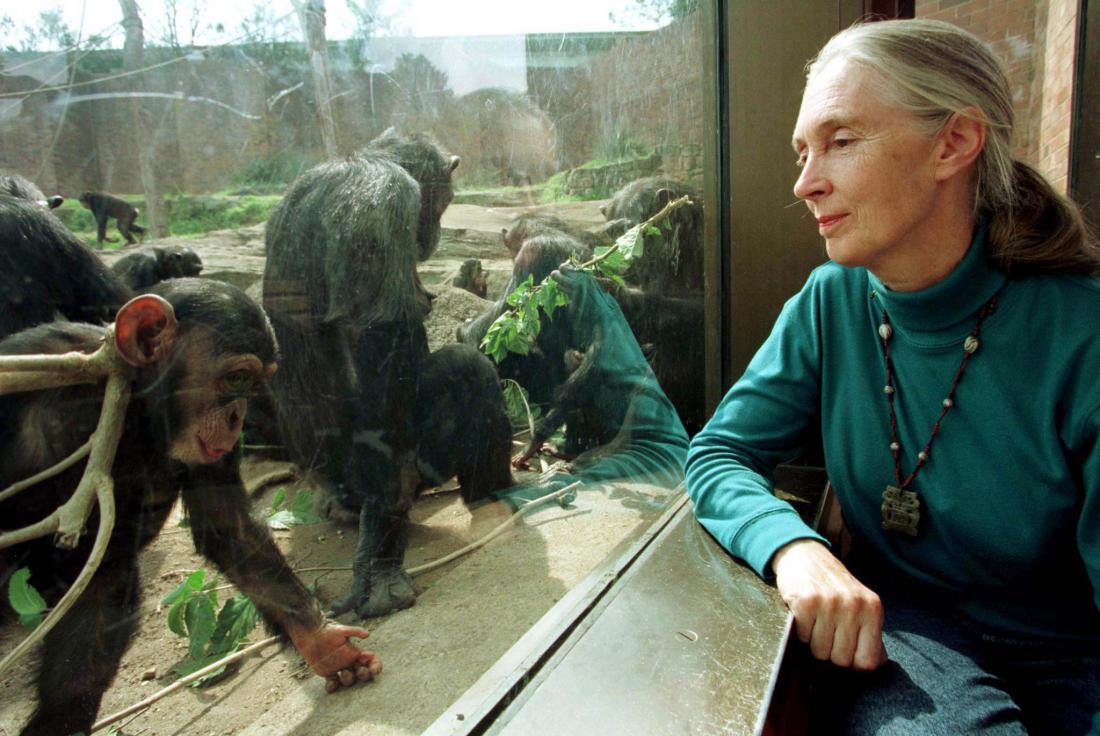 Navdihujoča zgodba Jane Goodall, ki je življenje posvetila živalim in naravi